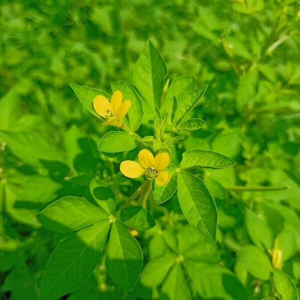 Cleome viscosa Kwiat