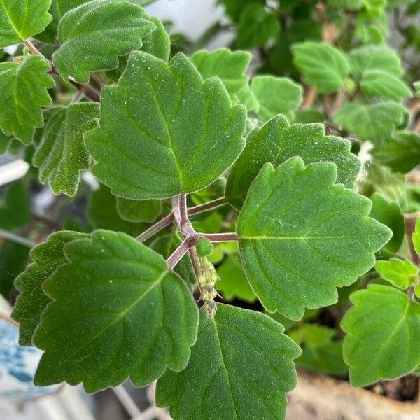 Plectranthus ernstii Blad