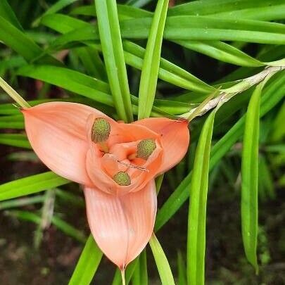 Freycinetia cumingiana Flower