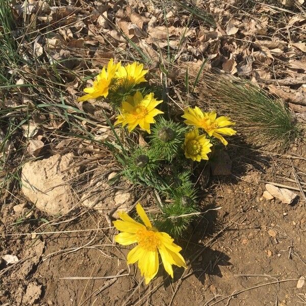 Adonis vernalis Blüte