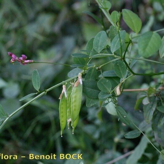 Vicia dumetorum Frukt