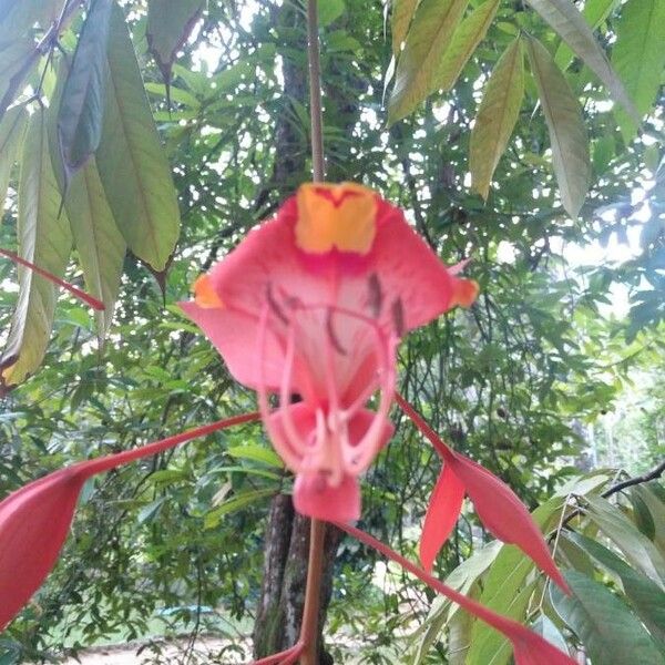 Amherstia nobilis Květ