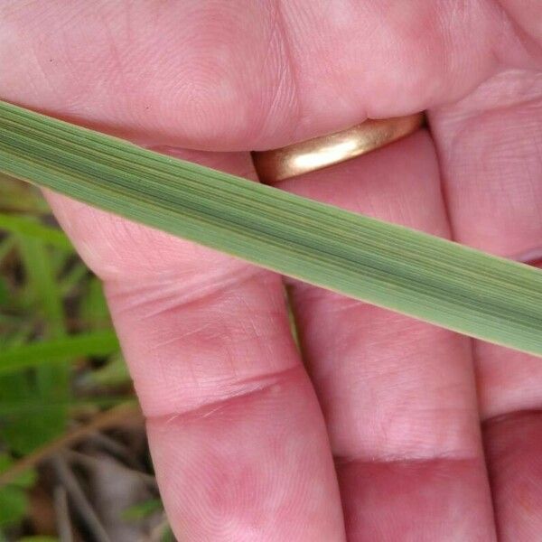 Achnatherum calamagrostis Blatt