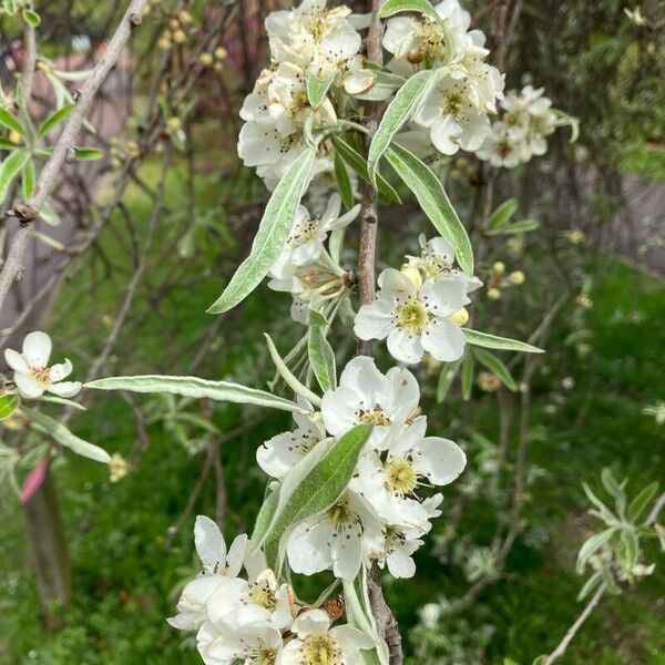 Pyrus salicifolia Kwiat