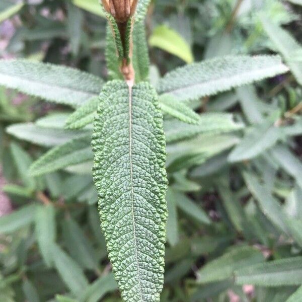 Salvia mellifera Hoja