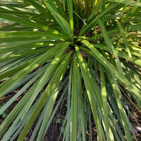 Cordyline australis Листок