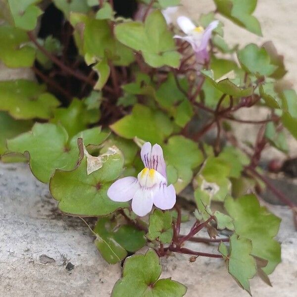 Cymbalaria muralis 花