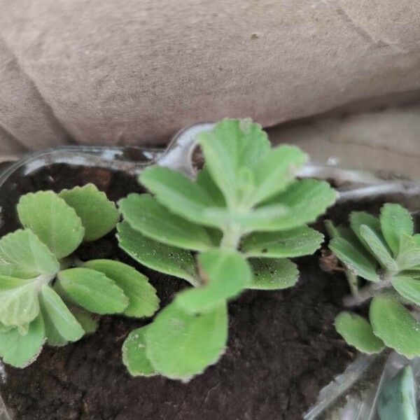 Coleus caninus Leaf