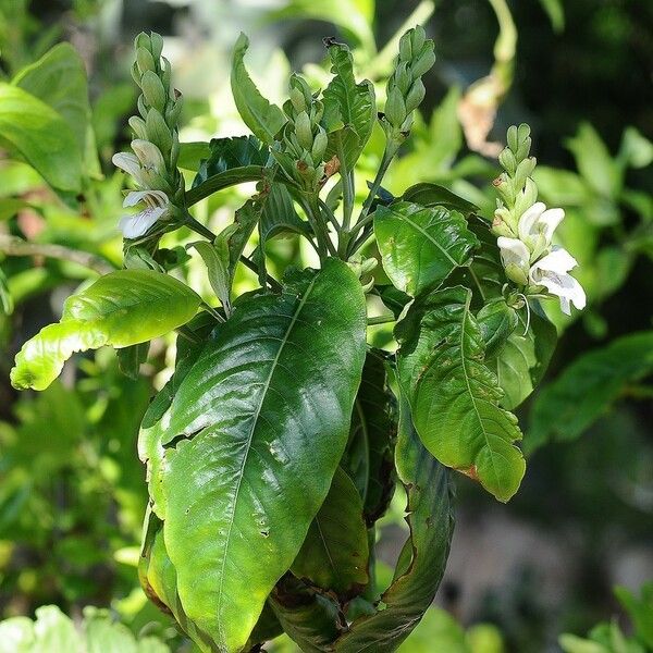 Chelone glabra Leaf