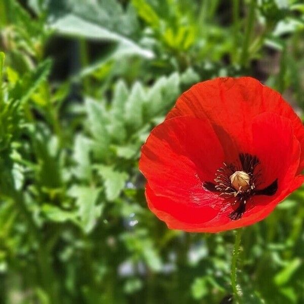 Papaver rhoeas Цветок