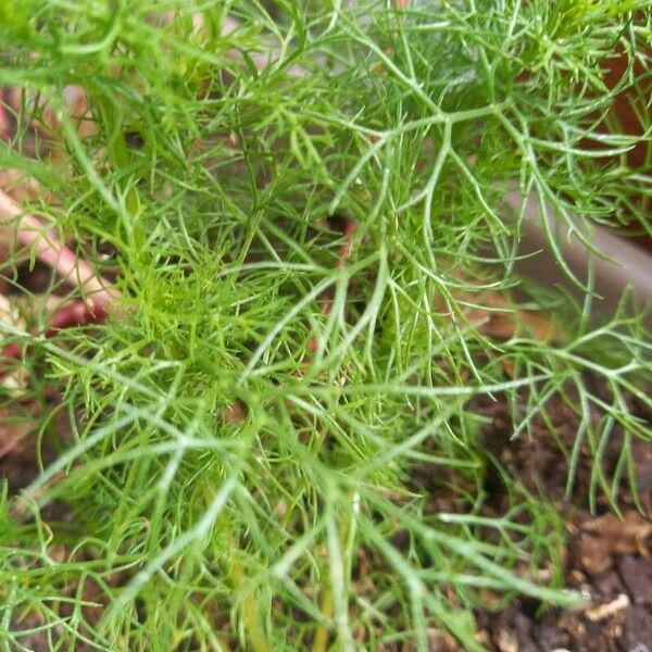 Tripleurospermum inodorum Leaf