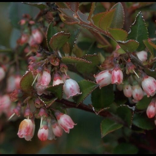 Vaccinium hirsutum Blüte