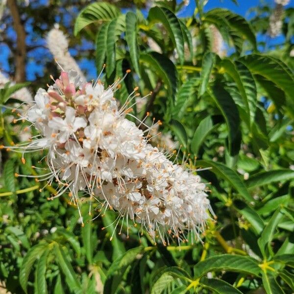 Aesculus californica Flower