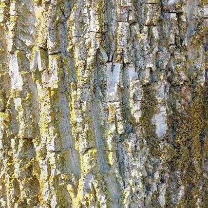 Populus nigra 樹皮