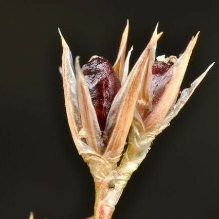 Juncus rechingeri Frucht