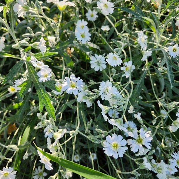 Cerastium tomentosum Květ