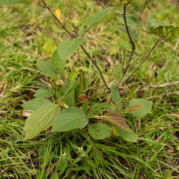 Flemingia strobilifera Foglia