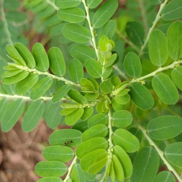 Phyllanthus amarus Leaf