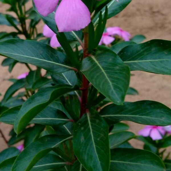 Catharanthus roseus Květ