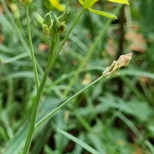 Diplotaxis tenuifolia Õis