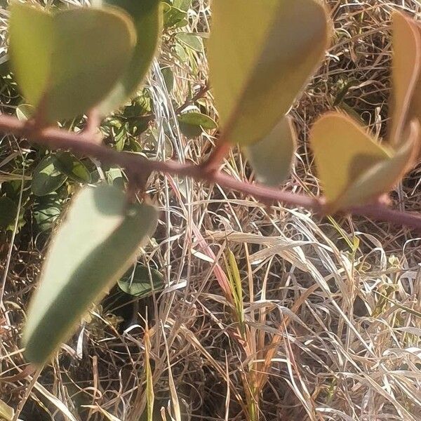 Ximenia americana Blad