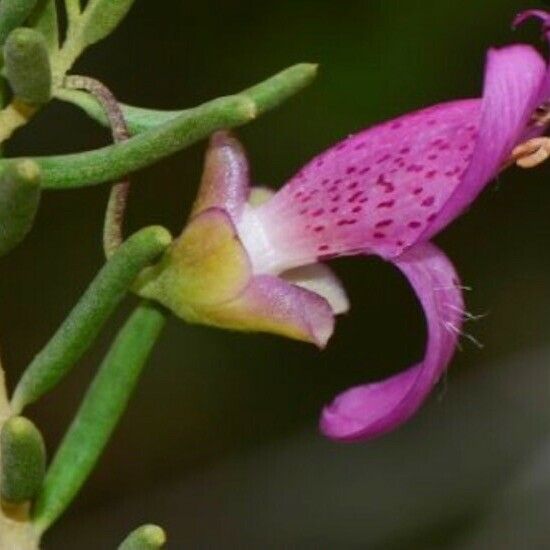 Dicerandra frutescens Flower