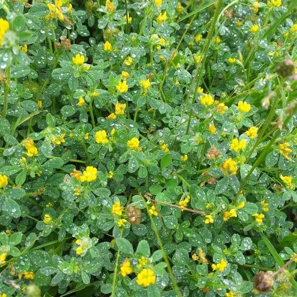 Medicago lupulina Kwiat