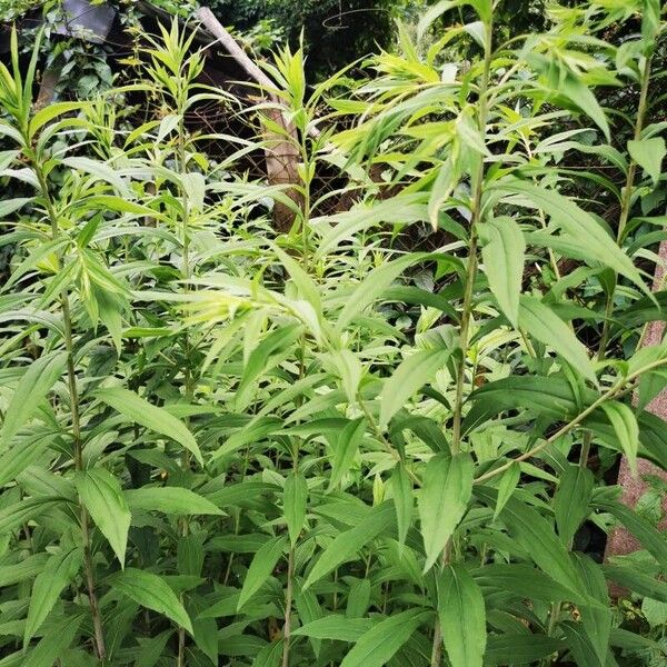 Solidago gigantea অভ্যাস