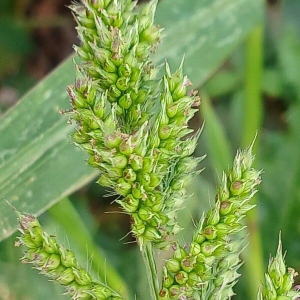 Echinochloa crus-galli Frucht