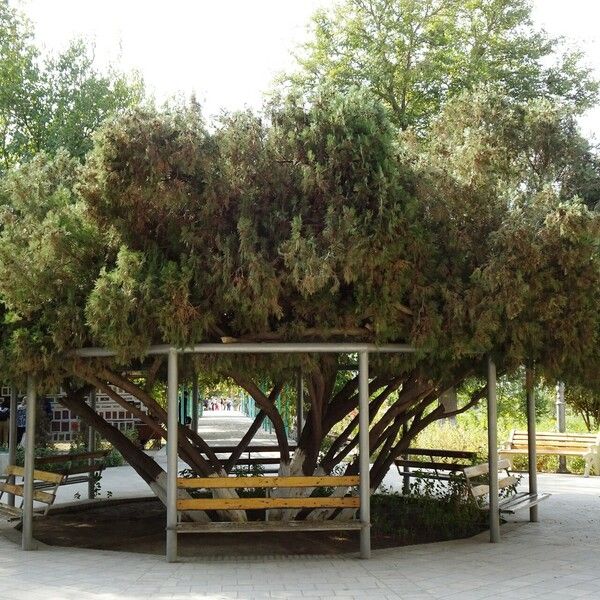 Chamaecyparis thyoides عادت