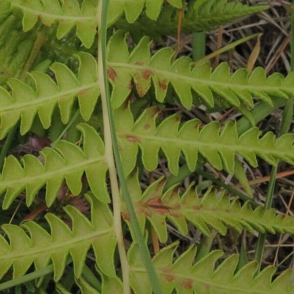 Thelypteris palustris Foglia