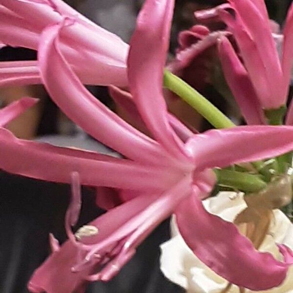 Nerine bowdenii Kukka