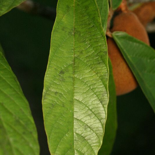 Theobroma grandiflorum Fulla