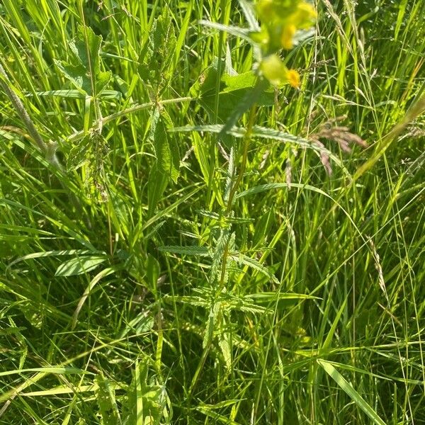 Rhinanthus minor Leaf