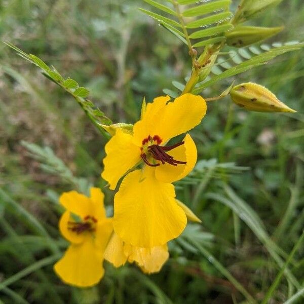 Chamaecrista fasciculata Blomst