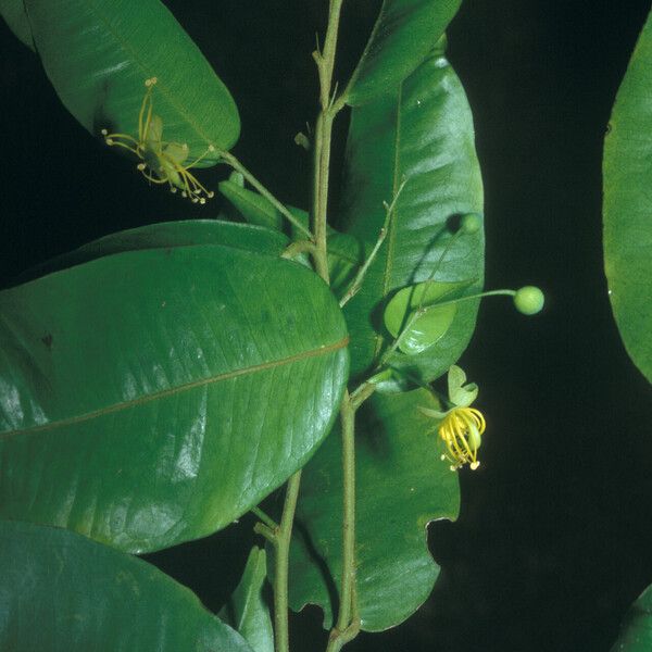 Swartzia arborescens Feuille