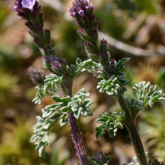 Verbena supina Outro