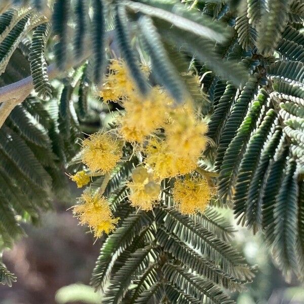 Acacia dealbata Цветок