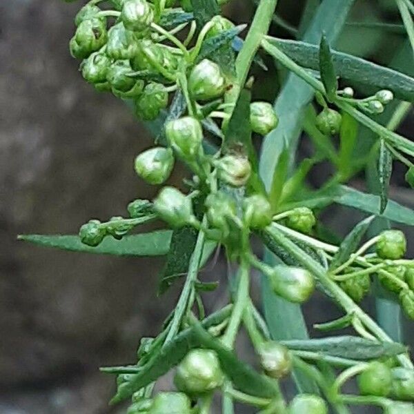 Artemisia dracunculus Květ