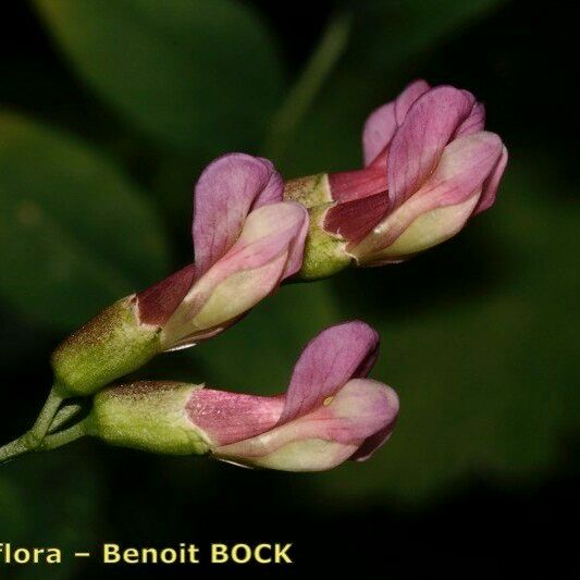 Vicia dumetorum Blomst