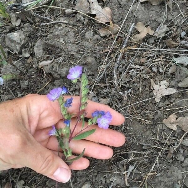 Phacelia linearis List