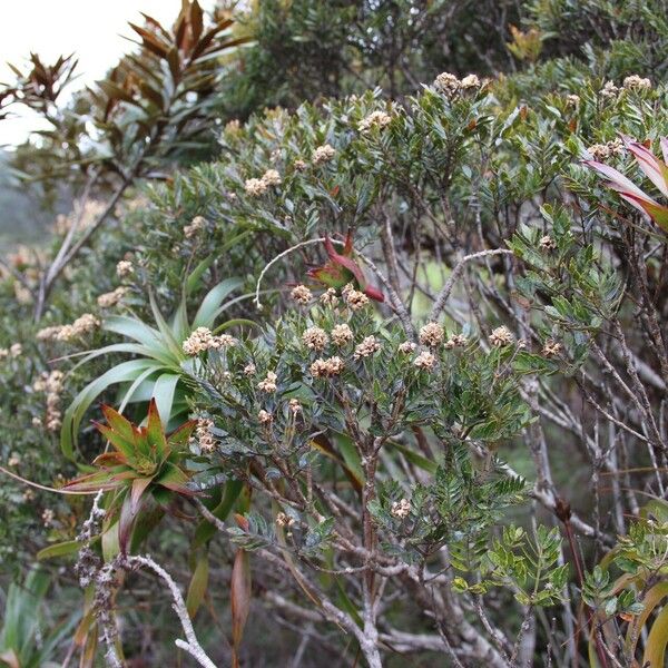 Pancheria multijuga Habit