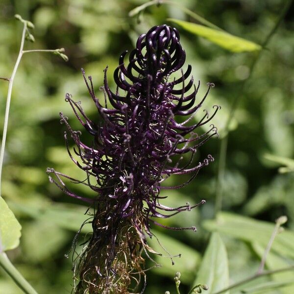 Phyteuma ovatum Flower