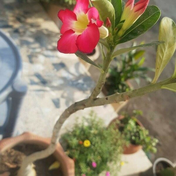 Adenium obesum 花