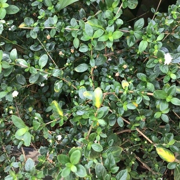 Buchozia japonica Leaf