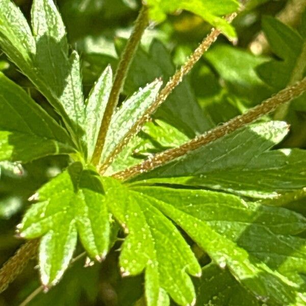 Potentilla erecta Blad