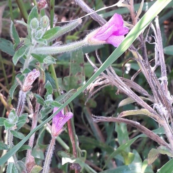 Epilobium hirsutum Fiore