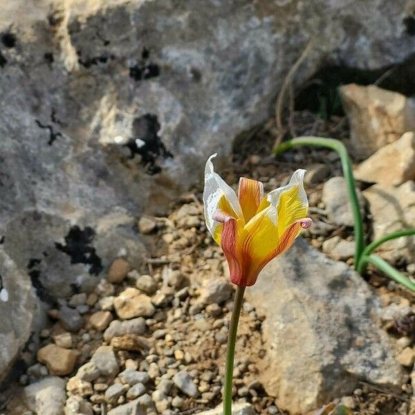 Tulipa sylvestris ফুল