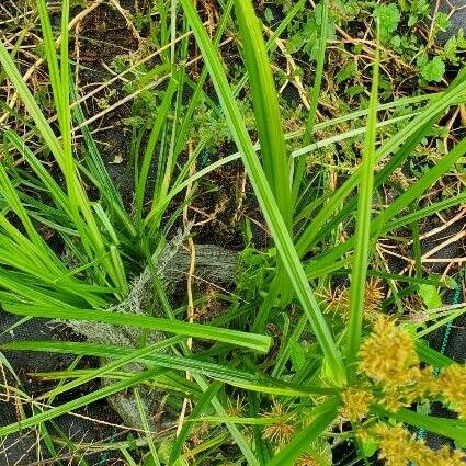 Cyperus esculentus Feuille