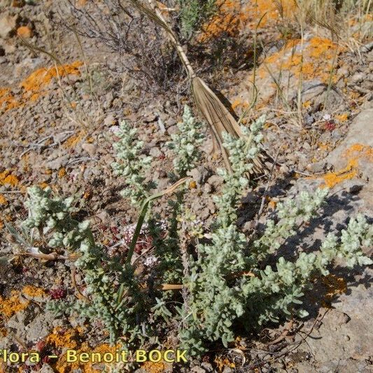 Teucrium charidemi Hábito